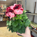 Regal Pelargonium ‘Bella Donna’ – Coral & Crimson - Sprouts of Bristol