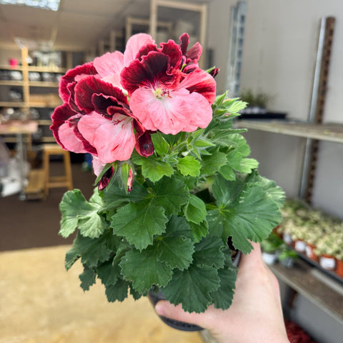 Regal Pelargonium ‘Bella Donna’ – Coral & Crimson - Sprouts of Bristol