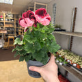 Regal Pelargonium ‘Bella Donna’ – Coral & Crimson - Sprouts of Bristol