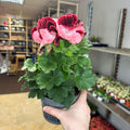 Regal Pelargonium ‘Bella Donna’ – Coral & Crimson - Sprouts of Bristol