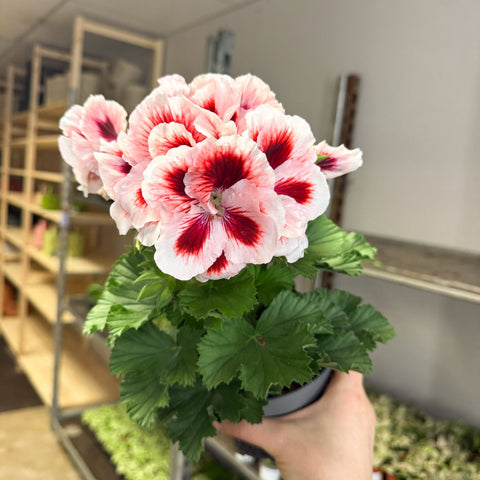 Regal Pelargonium ‘Bella Donna’ – White & Coral Flame - Sprouts of Bristol