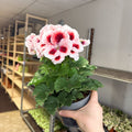 Regal Pelargonium ‘Bella Donna’ – White & Coral Flame - Sprouts of Bristol
