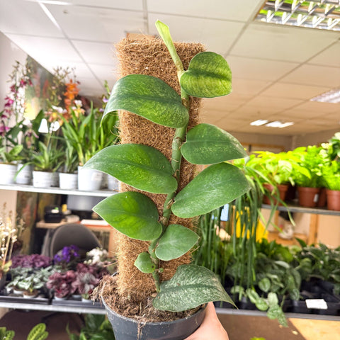 Rhaphidophora hongkongensis ‘Variegata’ - Shingle Plant - Sprouts of Bristol