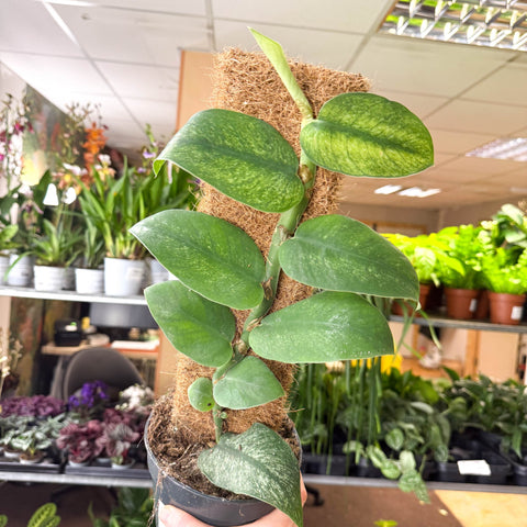 Rhaphidophora hongkongensis ‘Variegata’ - Shingle Plant - Sprouts of Bristol