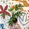 Rhaphidophora tetrasperma - Monstera Minima - Sprouts of Bristol