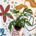 Rhaphidophora tetrasperma - Monstera Minima - Sprouts of Bristol