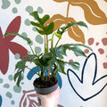 Rhaphidophora tetrasperma - Monstera Minima - Sprouts of Bristol