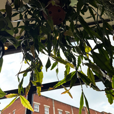 Rhipsalis elliptica - Forest Cactus - Sprouts of Bristol