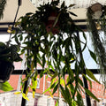 Rhipsalis elliptica - Forest Cactus - Sprouts of Bristol