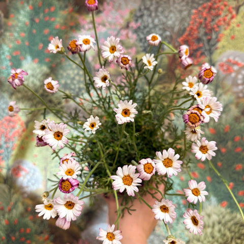 Rhodanthemum hosmariense 'Zagora Pink' - Moroccan Daisy - Sprouts of Bristol