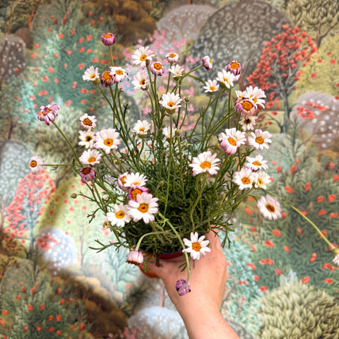Rhodanthemum hosmariense 'Zagora Pink' - Moroccan Daisy - Sprouts of Bristol