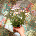 Rhodanthemum hosmariense 'Zagora Pink' - Moroccan Daisy - Sprouts of Bristol