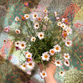 Rhodanthemum hosmariense 'Zagora Pink' - Moroccan Daisy - Sprouts of Bristol