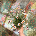 Rhodanthemum hosmariense 'Zagora Pink' - Moroccan Daisy - Sprouts of Bristol