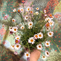 Rhodanthemum hosmariense 'Zagora Pink' - Moroccan Daisy - Sprouts of Bristol