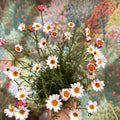 Rhodanthemum hosmariense 'Zagora Pink' - Moroccan Daisy - Sprouts of Bristol