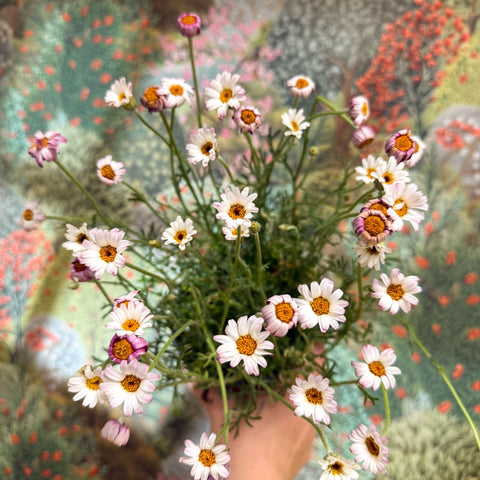Rhodanthemum hosmariense 'Zagora Pink' - Moroccan Daisy - Sprouts of Bristol