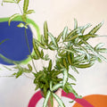 Ribbon Fern - Pteris cretica 'Albolineata' - Sprouts of Bristol