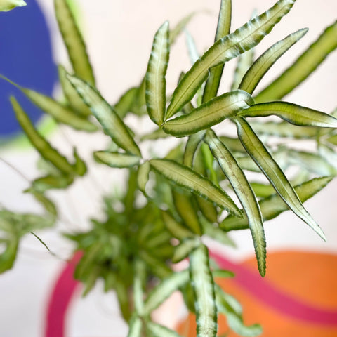 Ribbon Fern - Pteris cretica 'Albolineata' - Sprouts of Bristol