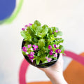 Rock Cress - Arabis alpina caucasica 'Lotti Deep Rose' - British Grown Herbaceous Perennial - Sprouts of Bristol