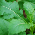 Rocket Wild Wasabi Seeds - Sprouts of Bristol