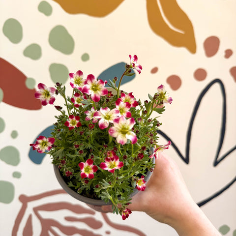 Rockfoils - Saxifraga x arendsii 'Marto Red Picottee' - UK Evergreen Perennial Alpine - Sprouts of Bristol