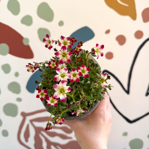Rockfoils - Saxifraga x arendsii 'Marto Red Picottee' - UK Evergreen Perennial Alpine - Sprouts of Bristol