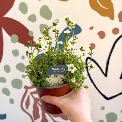 Rockfoils - Saxifraga x arendsii 'Marto White' - UK Evergreen Perennial Alpine - Sprouts of Bristol