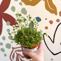 Rockfoils - Saxifraga x arendsii 'Marto White' - UK Evergreen Perennial Alpine - Sprouts of Bristol
