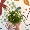 Rockfoils - Saxifraga x arendsii 'Marto White' - UK Evergreen Perennial Alpine - Sprouts of Bristol