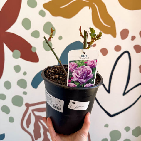 Rosa - Blue / Lilac Hybrid Tea Rose - Sprouts of Bristol