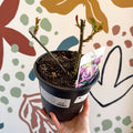 Rosa - Blue / Lilac Hybrid Tea Rose - Sprouts of Bristol