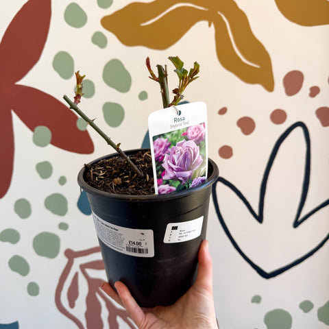 Rosa - Blue / Lilac Hybrid Tea Rose - Sprouts of Bristol