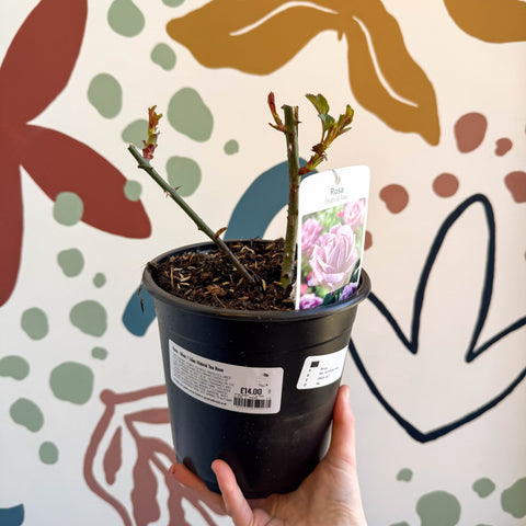 Rosa - Blue / Lilac Hybrid Tea Rose - Sprouts of Bristol