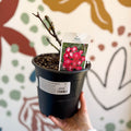 Rosa (Floribunda Group) - Pink / Red and White Polyantha Rose - Sprouts of Bristol