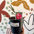 Rosa (Floribunda Group) - Pink / Red and White Polyantha Rose - Sprouts of Bristol