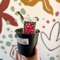 Rosa (Floribunda Group) - Pink / Red and White Polyantha Rose - Sprouts of Bristol