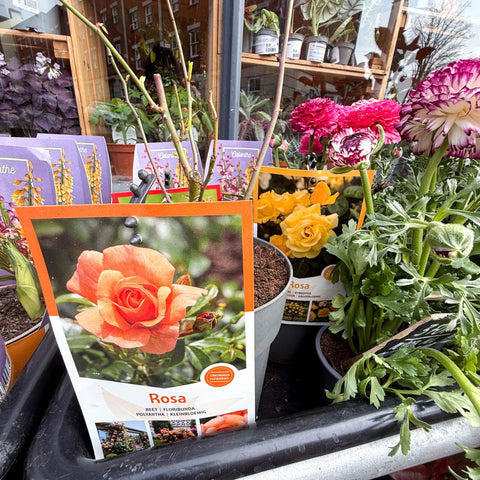 Rosa (Floribunda Group) - Polyantha Rose - Mixed Colours - Sprouts of Bristol