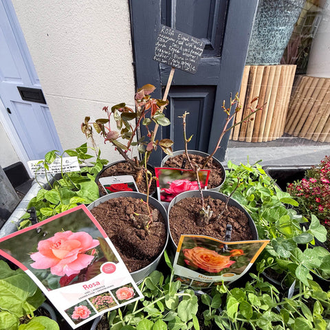 Rosa - Hybrid Tea Rose - Mixed Colours - Sprouts of Bristol