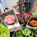 Rosa - Hybrid Tea Rose - Mixed Colours - Sprouts of Bristol