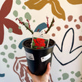 Rosa - Red Hybrid Tea Rose - Sprouts of Bristol