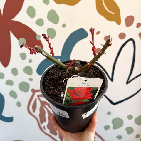Rosa - Red Hybrid Tea Rose - Sprouts of Bristol