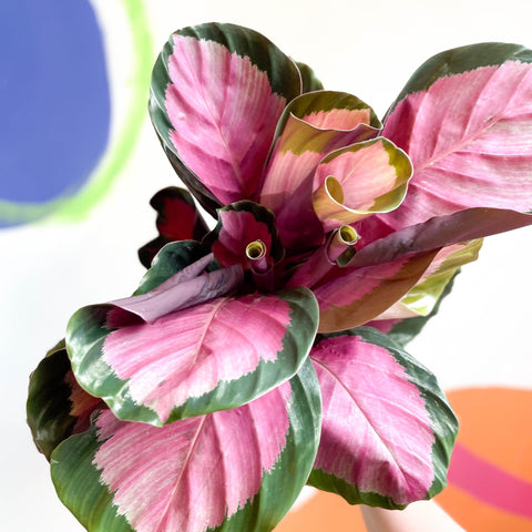 Rosey Calathea - Calathea roseopicta 'Rosy' - Sprouts of Bristol