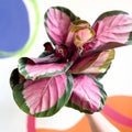 Rosey Calathea - Calathea roseopicta 'Rosy' - Sprouts of Bristol