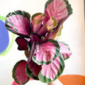 Rosey Calathea - Calathea roseopicta 'Rosy' - Sprouts of Bristol