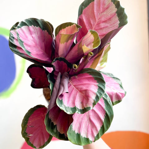 Rosey Calathea - Calathea roseopicta 'Rosy' - Sprouts of Bristol