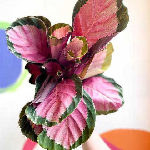 Rosey Calathea - Calathea roseopicta 'Rosy' - Sprouts of Bristol