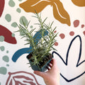 Rosmarinus officinalis 'Miss Jessopp's Upright' - Rosemary - Cotswolds Grown Culinary Herbs - Sprouts of Bristol