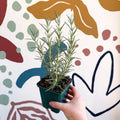 Rosmarinus officinalis 'Miss Jessopp's Upright' - Rosemary - Cotswolds Grown Culinary Herbs - Sprouts of Bristol