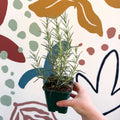 Rosmarinus officinalis 'Miss Jessopp's Upright' - Rosemary - Cotswolds Grown Culinary Herbs - Sprouts of Bristol